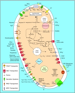 Sourced - http://www.ncbi.nlm.nih.gov/pubmed/16517654 The nitrobacter in all its glory